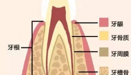 省五医院·小课堂 | 你知道吗？这个病可是口腔两大类主要疾病之一！