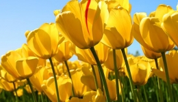 来自外二病区的春天问候